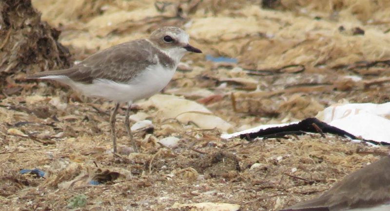 Gravelot à collier interrompu au Maroc